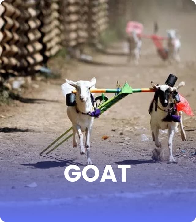 Goat